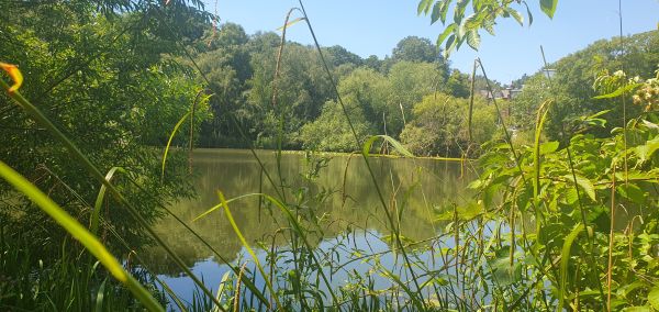 Vale of Health Pond